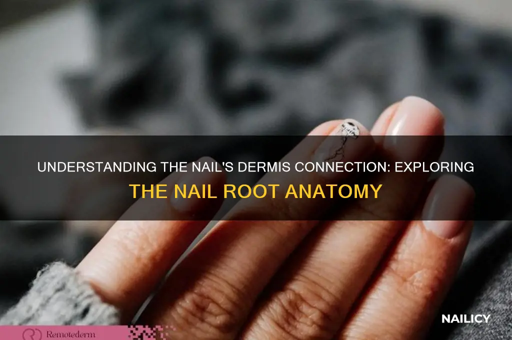 what part of nail within the dermis