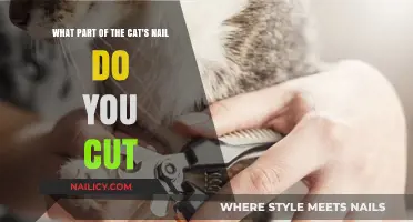 The Safe Way to Trim Your Cat's Nails