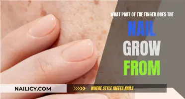 The Origin of Nail Growth: Understanding Finger Anatomy