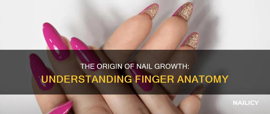 what part of the finger does the nail grow from
