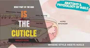 Understanding the Cuticle: Its Role and Importance in Nail Health