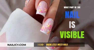 Understanding the Visible Nail: Structure, Function, and Appearance Explained