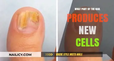 Understanding Nail Growth: The Role of the Matrix in Cell Production