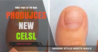 Understanding Nail Growth: The Matrix Behind New Cell Production
