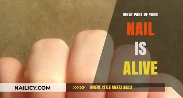 Understanding the Living Nail: Which Part Grows and Thrives?
