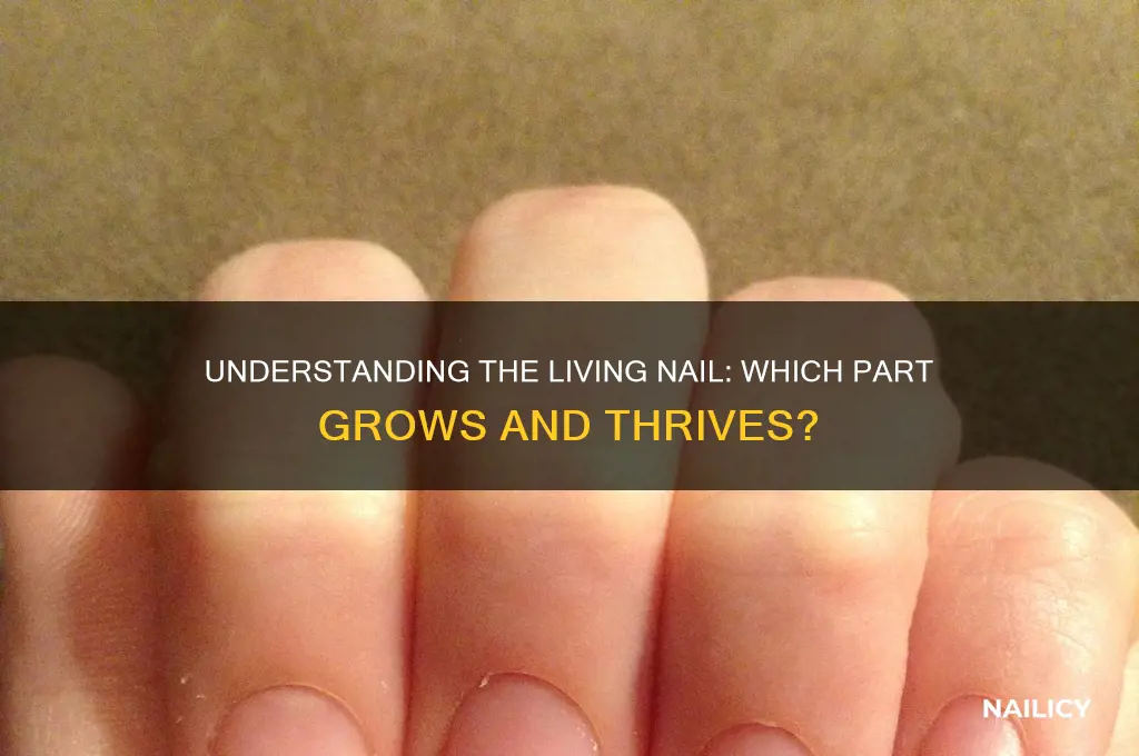 what part of your nail is alive