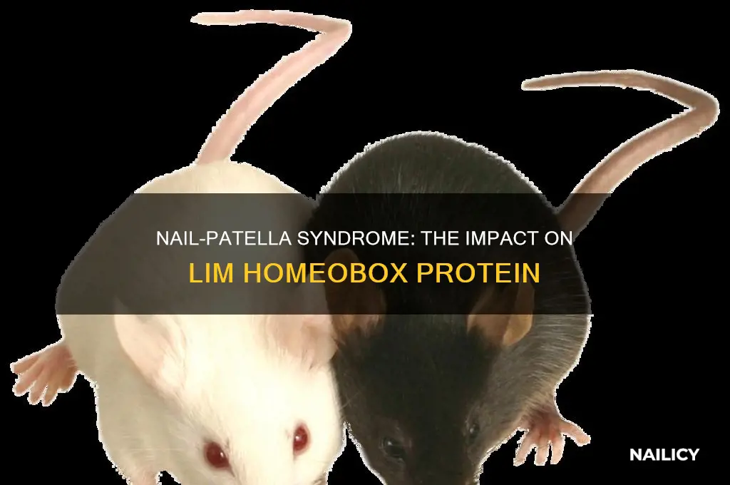 what protein is affected by nail-patella syndrome