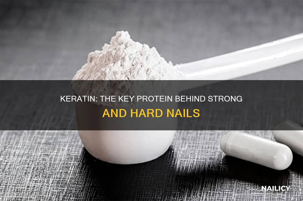 what protein is responsible for nail hardness