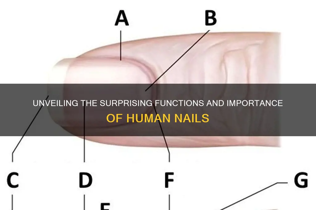what purpose do nails serve