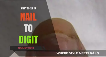 Understanding the Science Behind What Secures Nails to Digits
