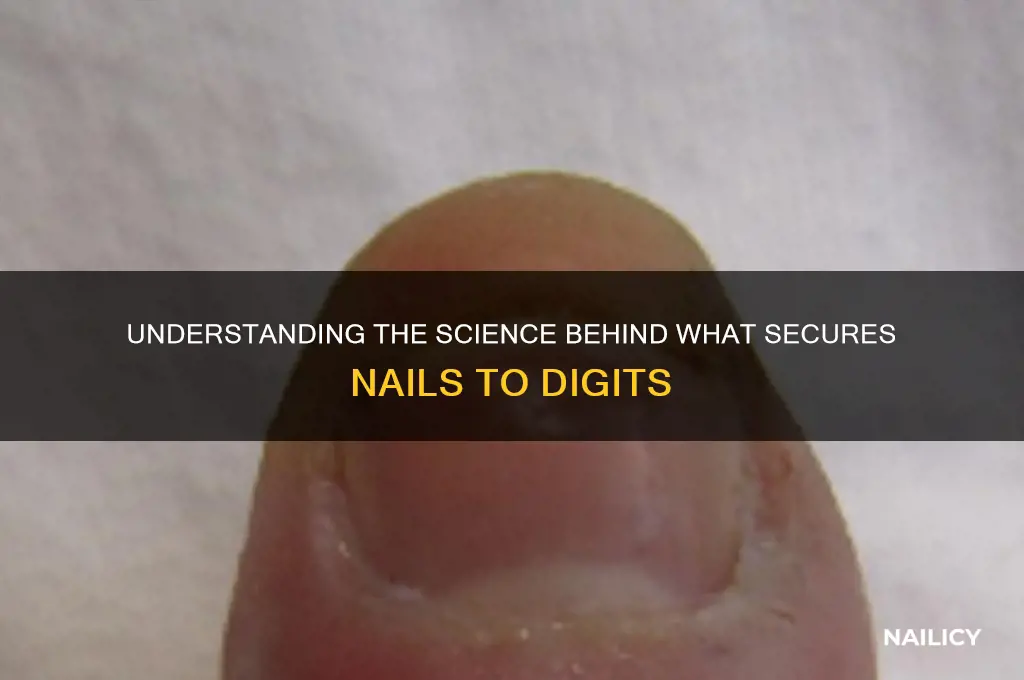 what secures nail to digit