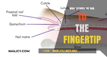 Understanding the Science Behind Fingernail Attachment and Growth