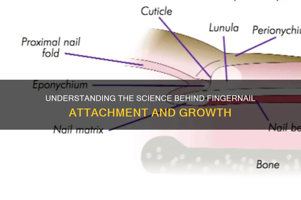 what secures the nail to the fingertip