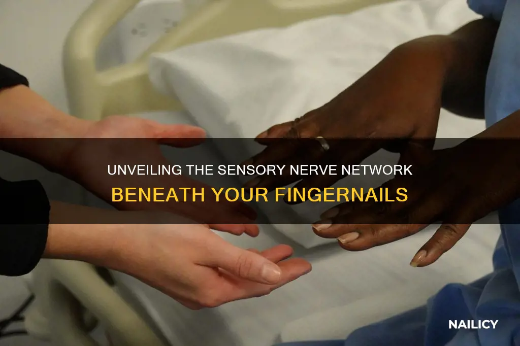 what sensory nerves are under the finger nail