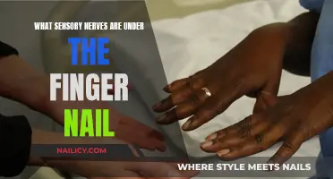 Sensory Nerves Under Fingernails: Exploring Their Function and Anatomy