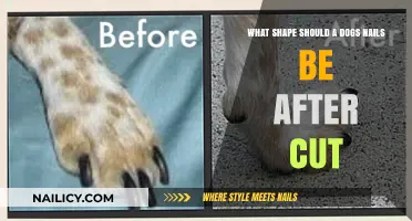 Perfect Dog Nail Clipping: What Shape to Aim For?