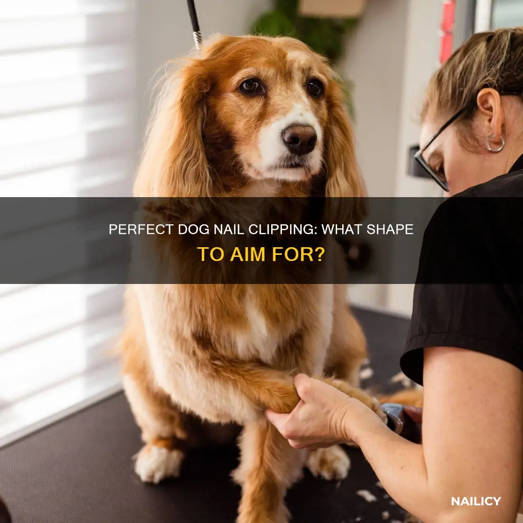 what shape should a dogs nails be after cut