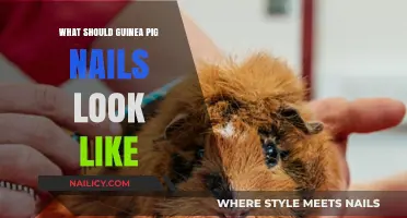 Healthy Guinea Pig Nails: Ideal Shape, Length, and Care Tips