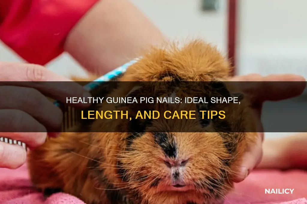 what should guinea pig nails look like