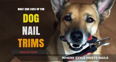 How to Trim Dog Nails: Which Side Faces Up?