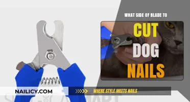 How to Safely Cut Your Dog's Nails