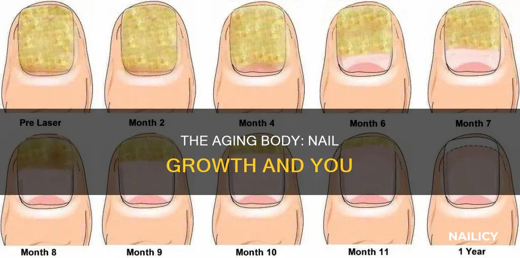 what stage of life cause your nails to grow more