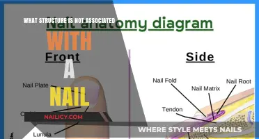 Unveiling the Nail's Anatomy: Structures Not Linked to Nail Composition