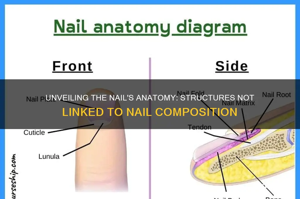 what structure is not associated with a nail