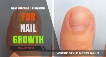 Understanding the Nail Matrix: The Key Structure Behind Nail Growth
