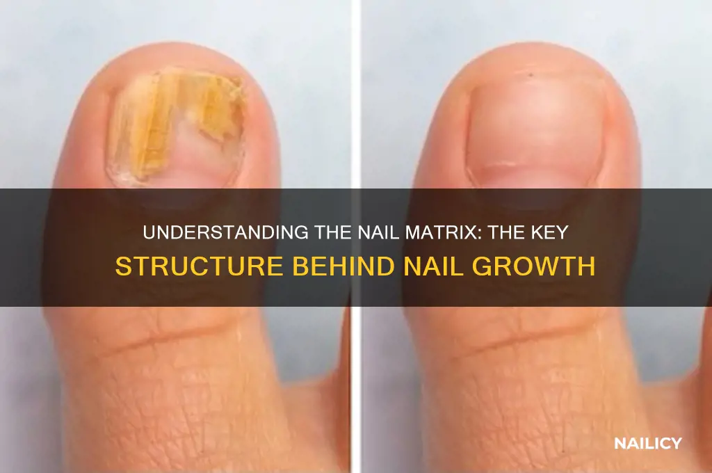 what structure is responsible for nail growth