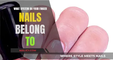 Unraveling the Mystery: Which System Do Your Fingernails Belong To?