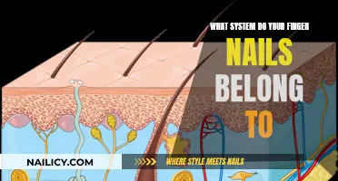 The Integumentary System: Fingernails and Their Vital Functions