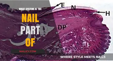 Understanding the Nail's Role in the Integumentary System
