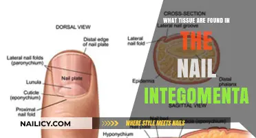 Exploring Nail Integumentary Tissue: Layers, Functions, and Composition