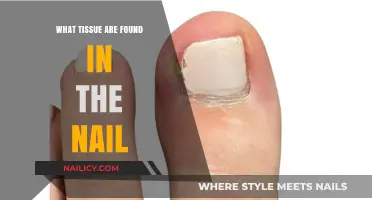 Exploring Nail Anatomy: Tissues That Form and Support Your Nails