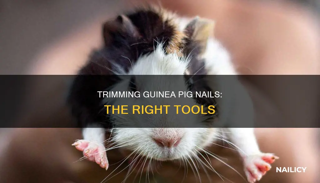 what to cut guinea pig nails with