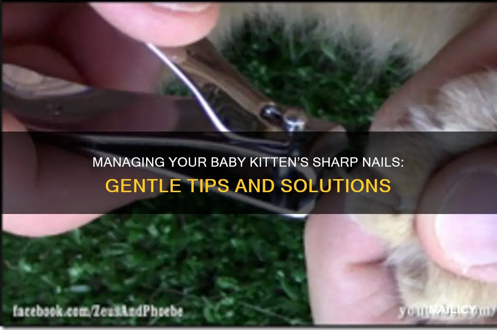 what to do about baby kittien8s sharp nails