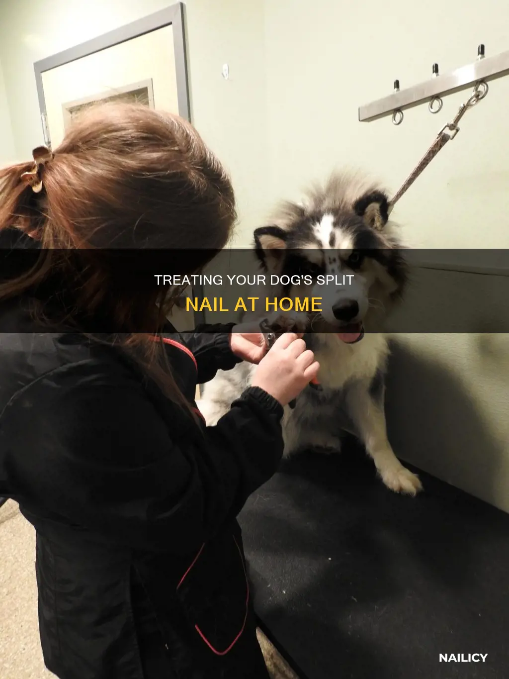 what to do after removing split dog nail