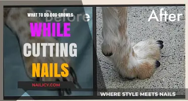 Calmly Addressing Your Dog's Nail-Cutting Growls