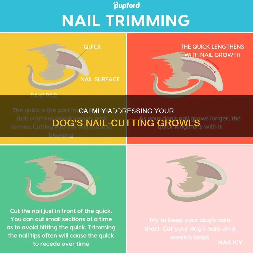 what to do dog growls while cutting nails