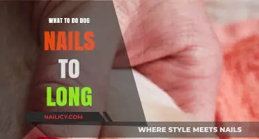 Trim Your Dog's Nails: A How-to Guide