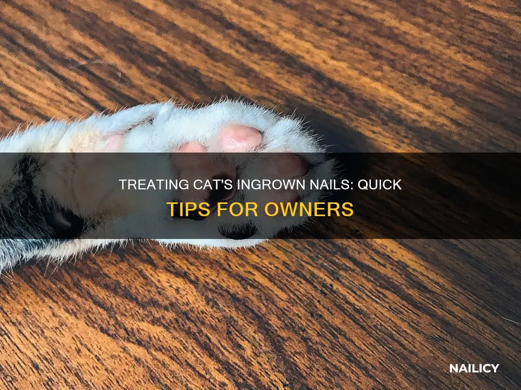 what to do if cat nail grows into skin