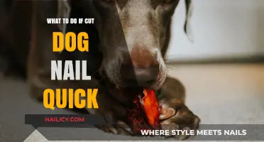 How to Treat Your Dog's Cut Nail Quick