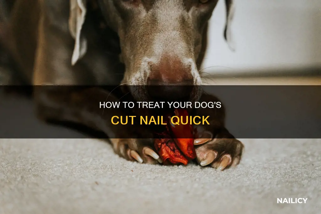How To Treat Your Dog's Cut Nail Quick | Nailicy - Cutting Dog Nails For Beginner Owners