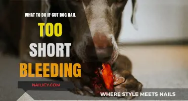 Stop the Bleed: Quick Actions for Cut Dog Nails
