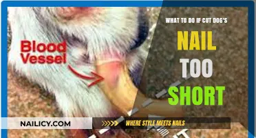 How to Treat and Soothe Your Dog's Painful Nails