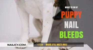 Puppy Nail Bleeding? Quick Steps to Stop the Flow and Care