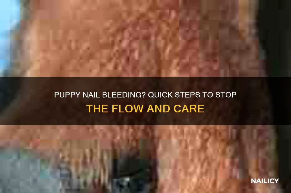 what to do if puppy nail bleeds