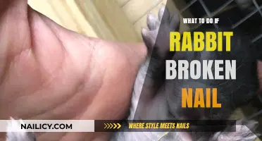 Rabbit Broken Nail: Quick Care Tips for Healing and Comfort