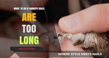 Trimming Rabbit Nails: When and How to Cut Them